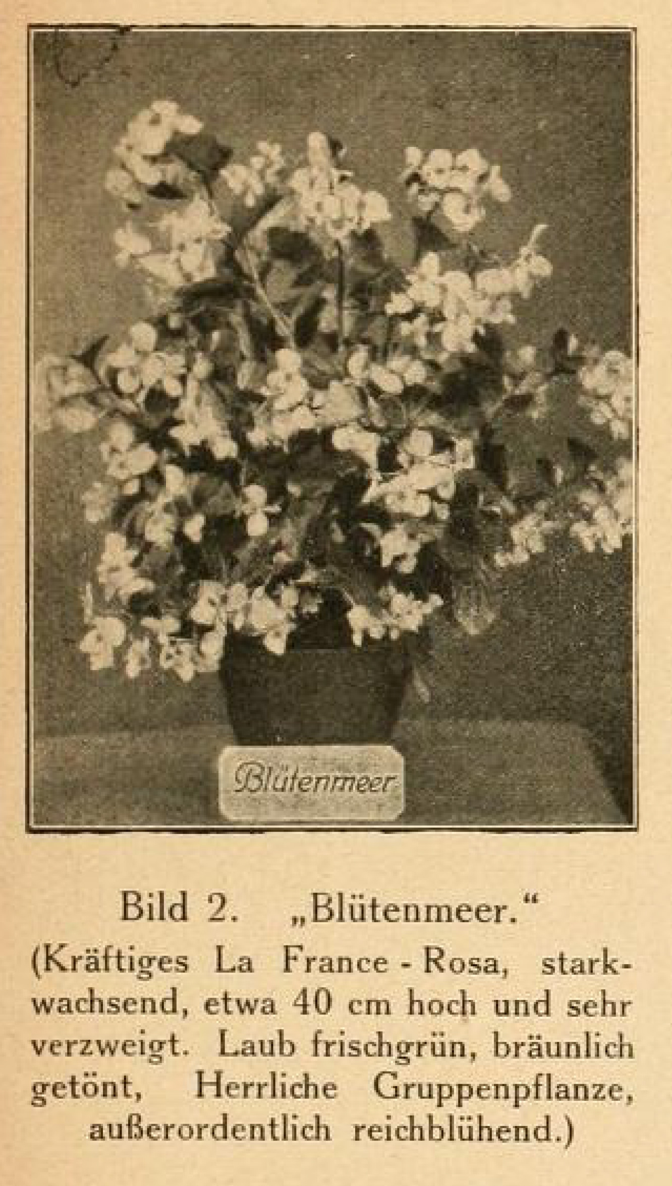 B. ‘Blutenmeer’